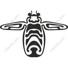 Elegant Bee