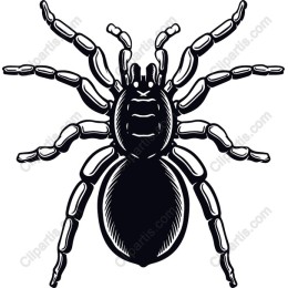 Tarantula in and