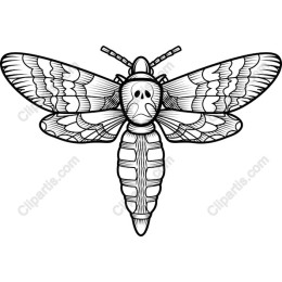 Intricate Moth