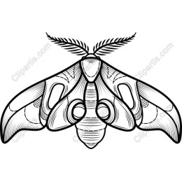 Elegant Moth