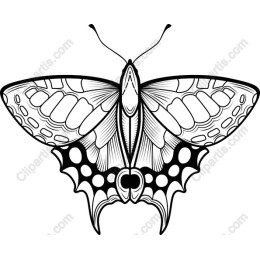 Butterfly and