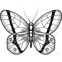Elegant Butterfly