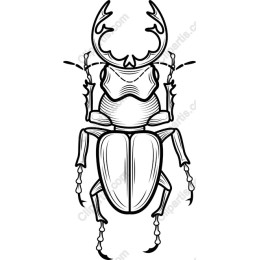 Majestic Stag Beetle
