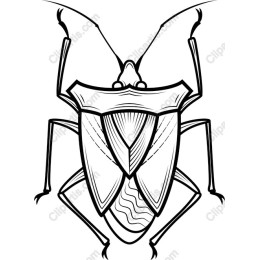 Shield Beetle