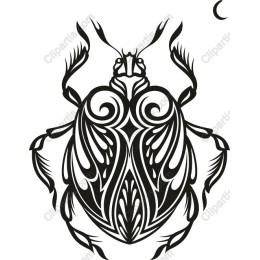 Elegant Beetle