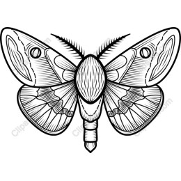 Intricate Moth