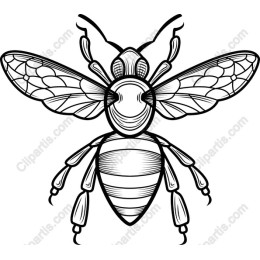 Elegant Bee