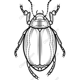 Beetle