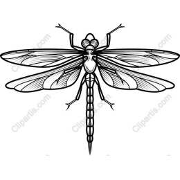 Elegant Dragonfly