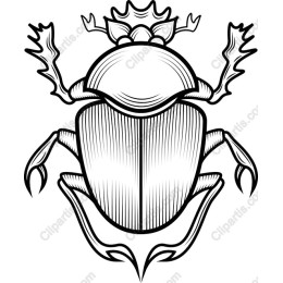 Elegant Beetle