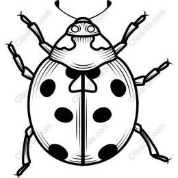 Ladybug