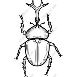 Beetle - Black & White