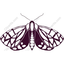 Intricate Butterfly