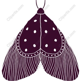 Elegant Moth