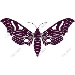 Elegant Butterfly