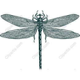 Dragonfly - Intricate