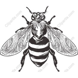 Vintage Bee
