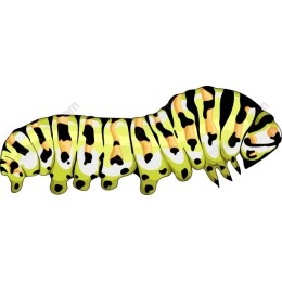 Caterpillar Color Burst
