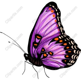 Elegant Purple Butterfly