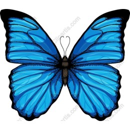Vibrant Blue Butterfly