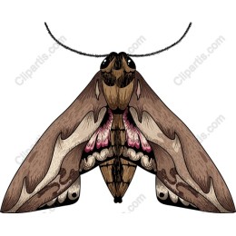 Moth - Detailed