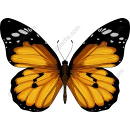 Monarch Butterfly