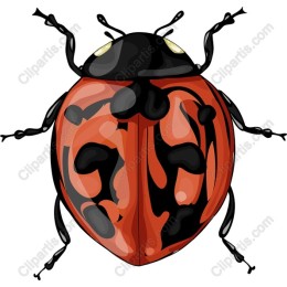 Ladybug