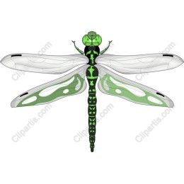 Green Dragonfly