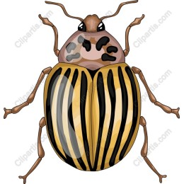 Striped Beetle