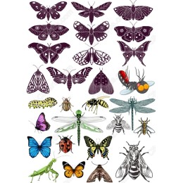 Insect s: Moths, Butterflies, and Dragonflies Collection