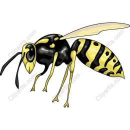 Vibrant Wasp