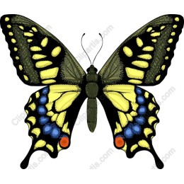Vibrant Butterfly