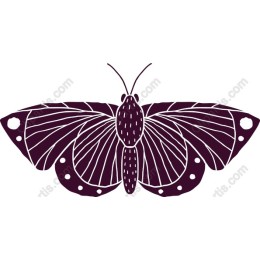 Elegant Butterfly
