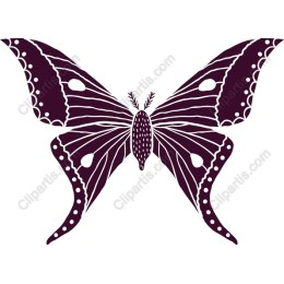 Elegant Butterfly