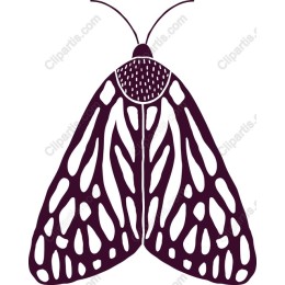 Elegant Moth
