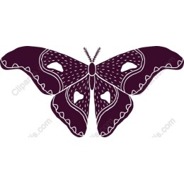 Elegant Butterfly