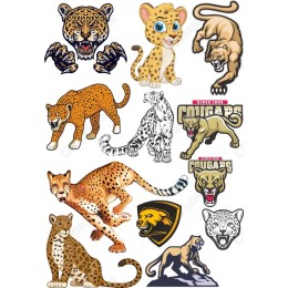 Wild Cat Set - Bundle