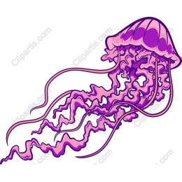 Vibrant Pink and Purple Jellyfish