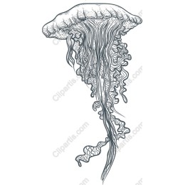 Elegant Jellyfish