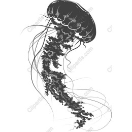 Elegant Jellyfish