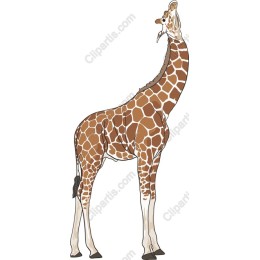 Majestic Giraffe