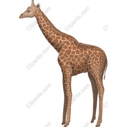Giraffe Grace