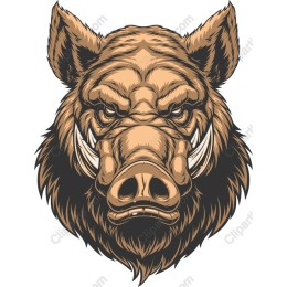 Wild Boar