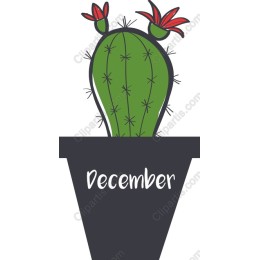 December Cactus