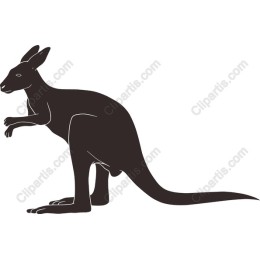 Kangaroo