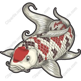 Elegant Koi Fish