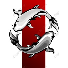 Koi Fusion: Elegant of Koi Fish