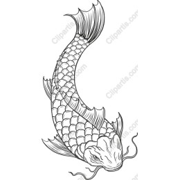 Elegant Koi Fish in and