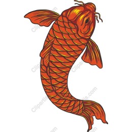 Orange Koi Fish