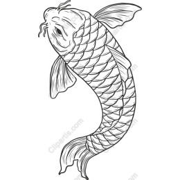 Koi Fish
